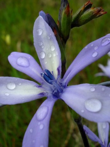 Babiana bainesii flower